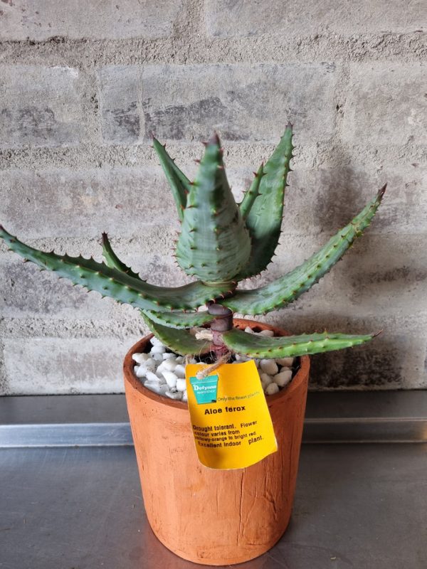 Aloe Ferox med clay quality pot