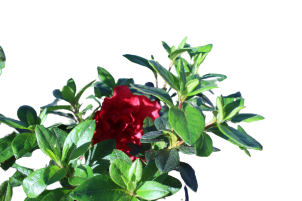Azalea Clade Goyet Red
