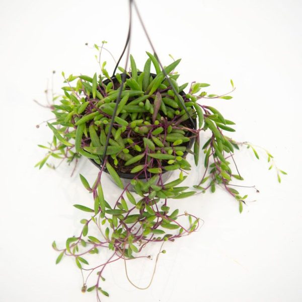 Othonna Including hanging pot